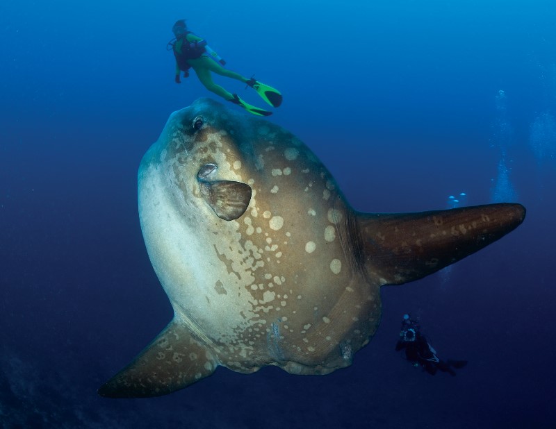 mola mola