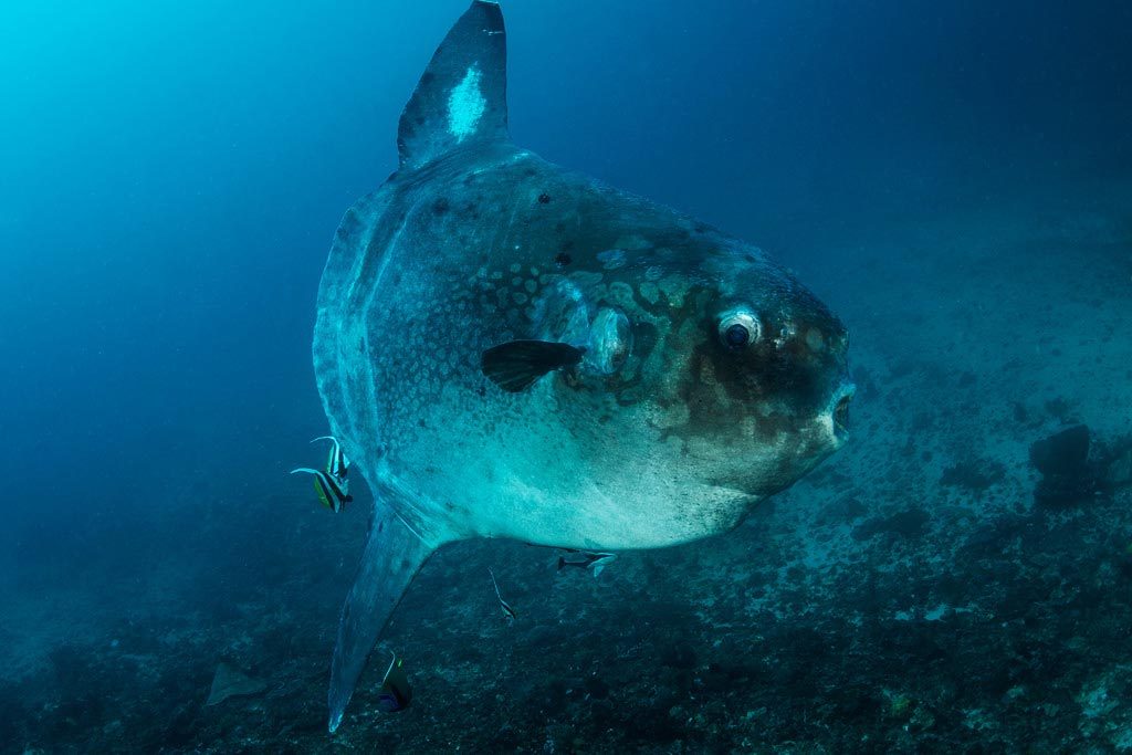 mola mola facts