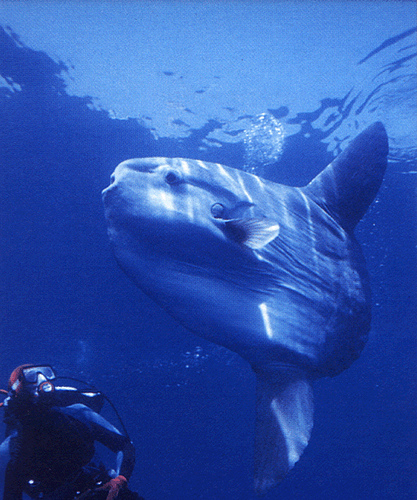 Mola Mola in Nusa Penida