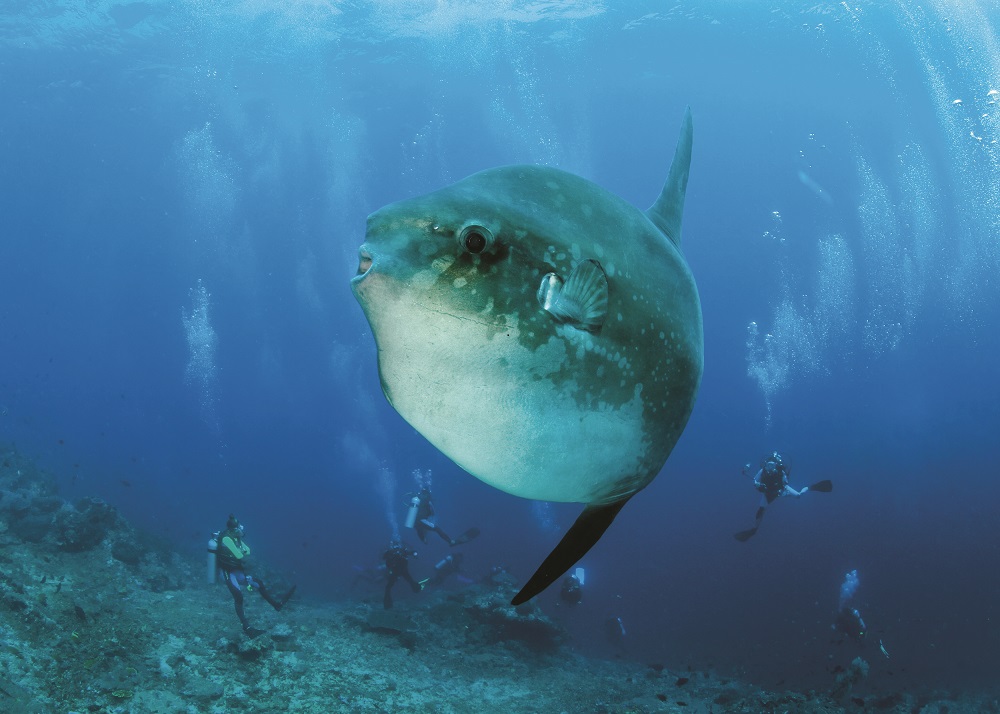 Mola Mola: Ocean Sunfish