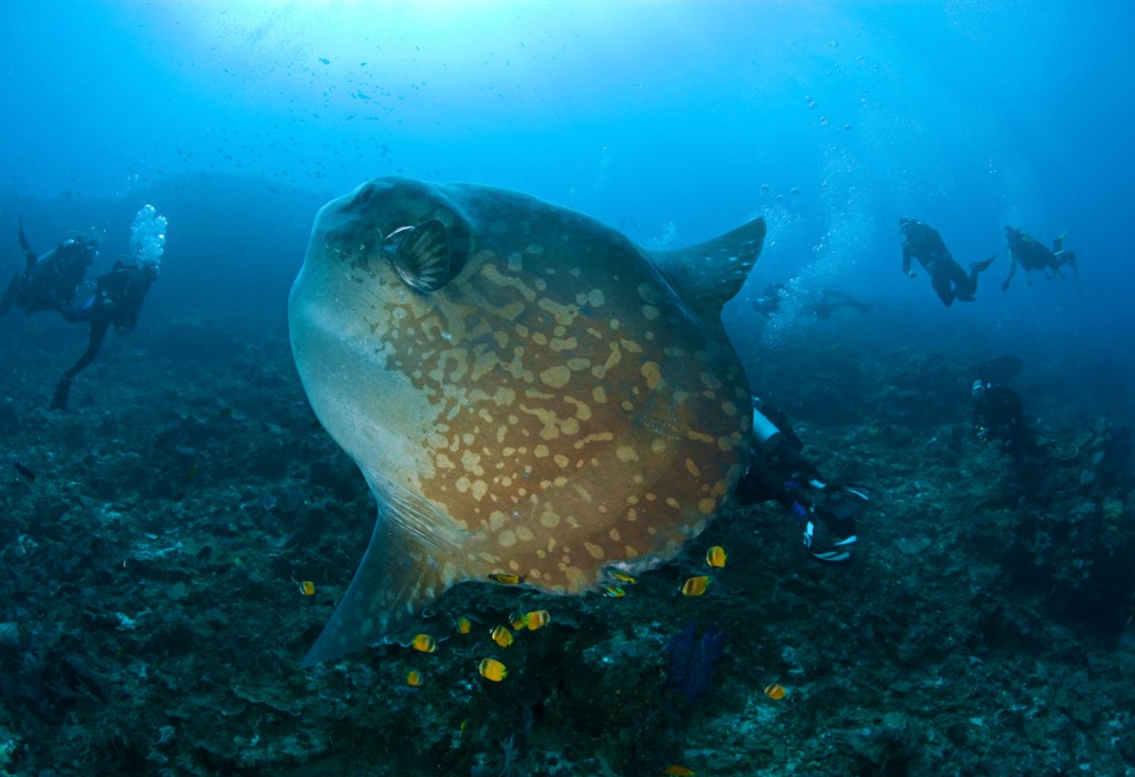 Mola Mola