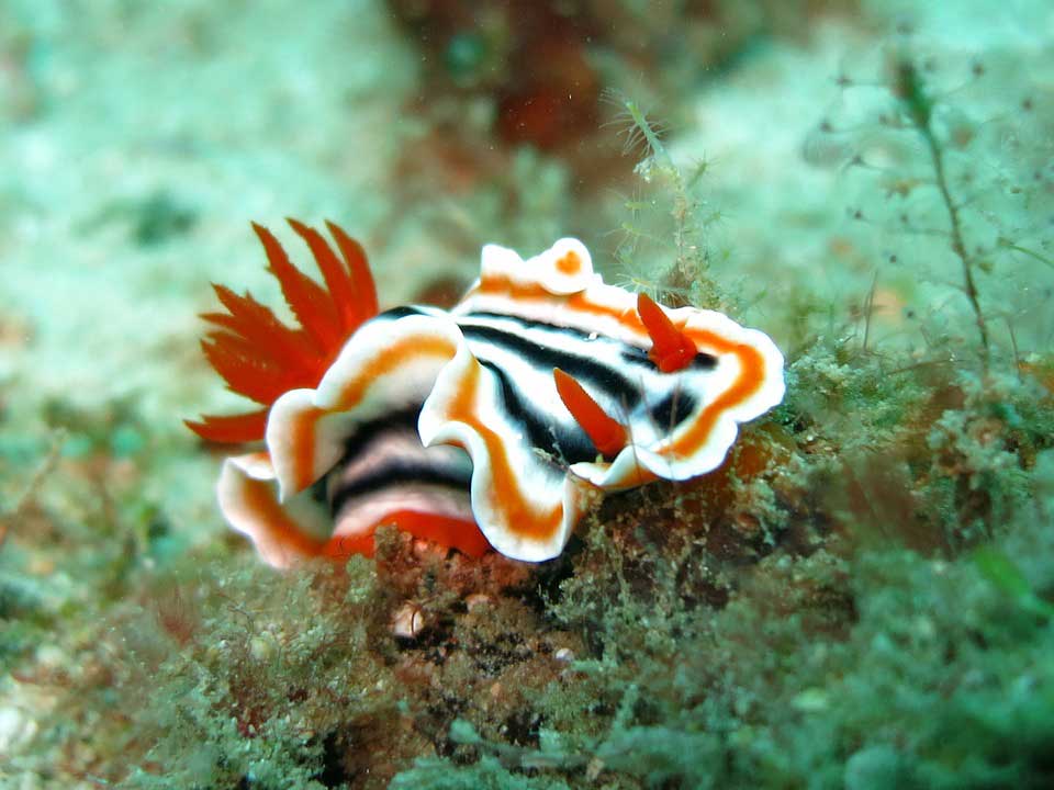 nudibranch