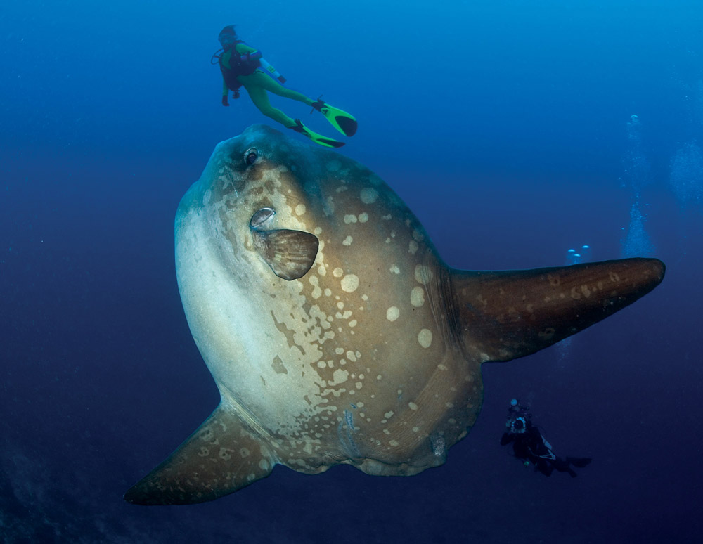 ocean sunfish mola mola