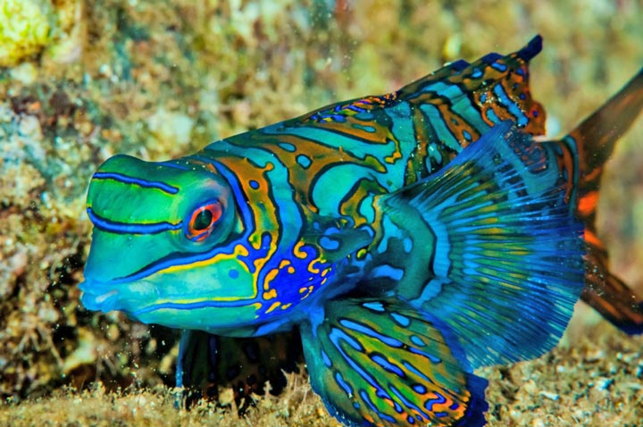 mandarin dragonet fish