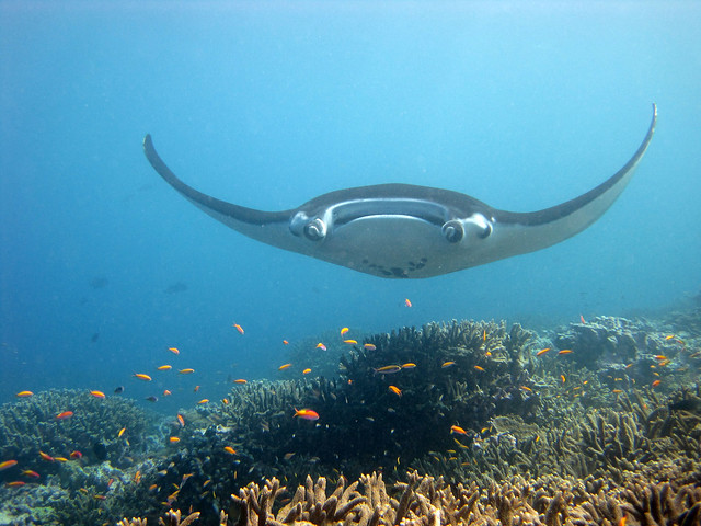 reef manta rays in bali