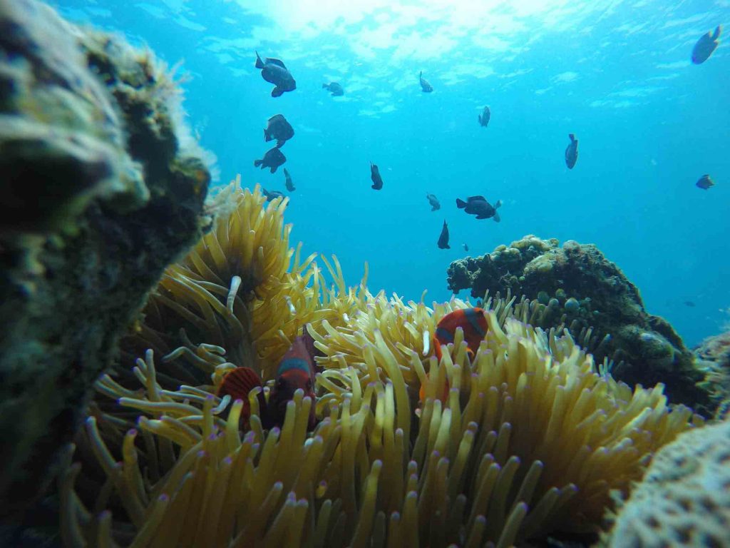 snorkeling padang bai