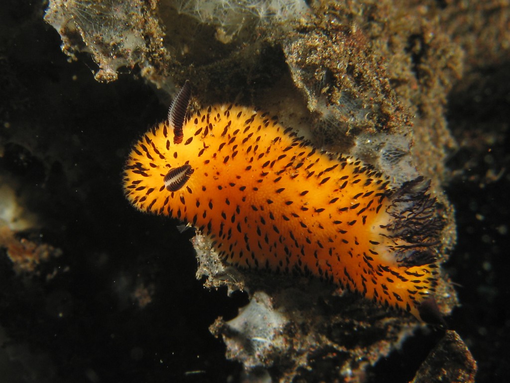 dive safari in bali - tulamben