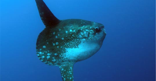 Mola mola