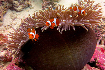 PADI Speciality Courses