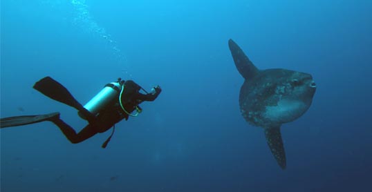 Mola mola manta madness