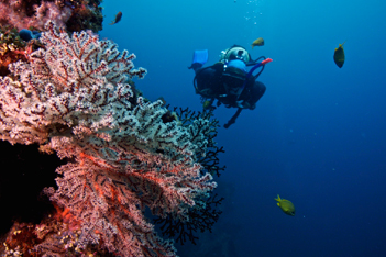 Dive Safaris Bali