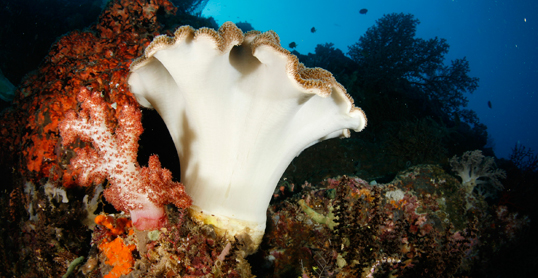 Diving Packages Coral Reefs Bali