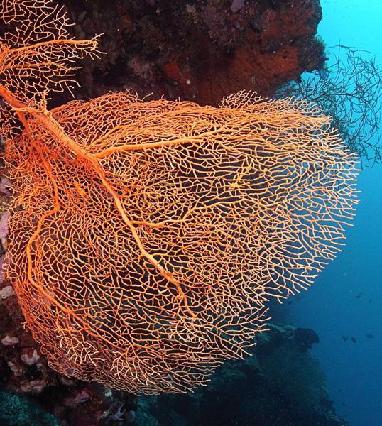 Diving Packages Coral Reef Bali