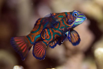 Dive Sites - Menjangan