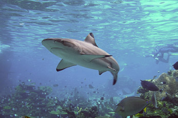 Dive Sites - Padang Bai