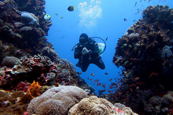 IDC Bali Diving