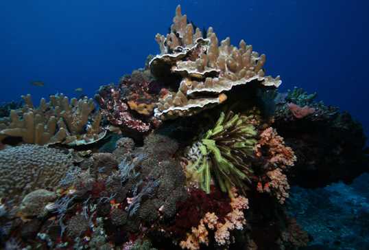 Aware Coral Reef Conservation