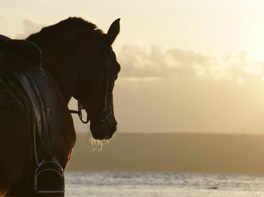 Horse Sunset