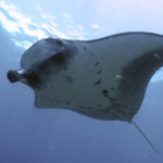 Snorkeling Nusa Penida