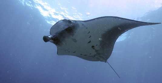Snorkeling Nusa Penida