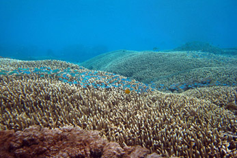 Snorkeling - Padang Bai