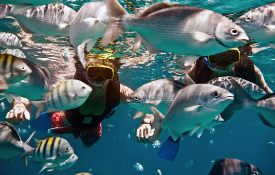 Snorkeling - Safaris Snorkel All The Way 03