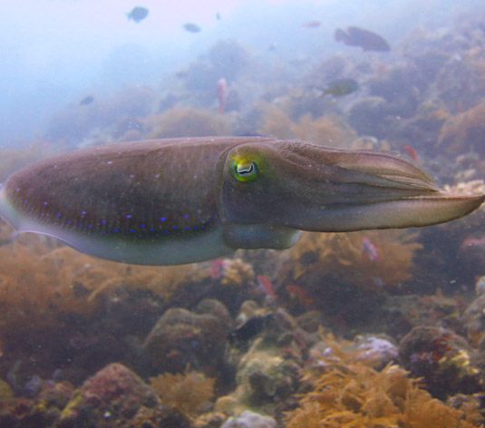 Snorkeling Safari - Snorkel All The Way