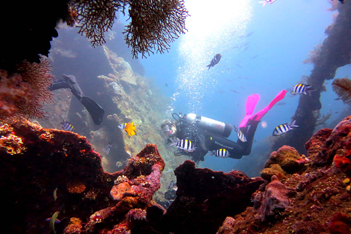 Dive Safaris Bali