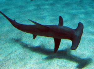Dive Sites Amed Sharks