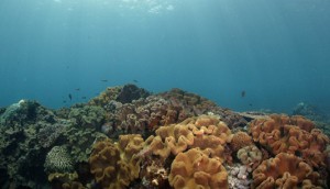 Padang Bai Underwater