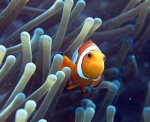Padang Bai Clown Fish