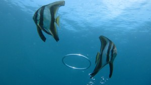 Padang Bai Underwater