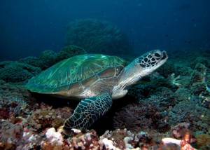 Turtle Padang Bai