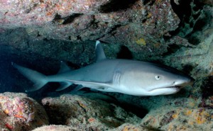 Dive Sites Padang Bai
