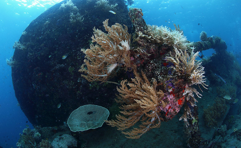 amed snorkeling