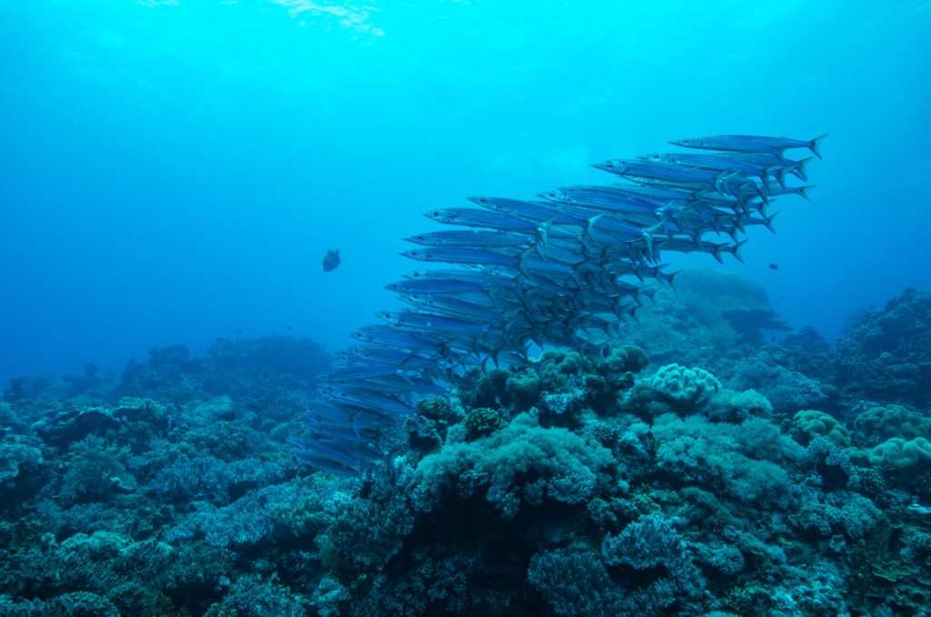 barracuda fish bali