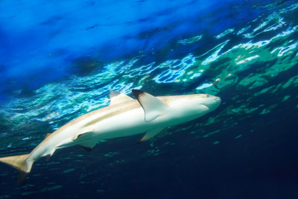 Bali Reef Sharks