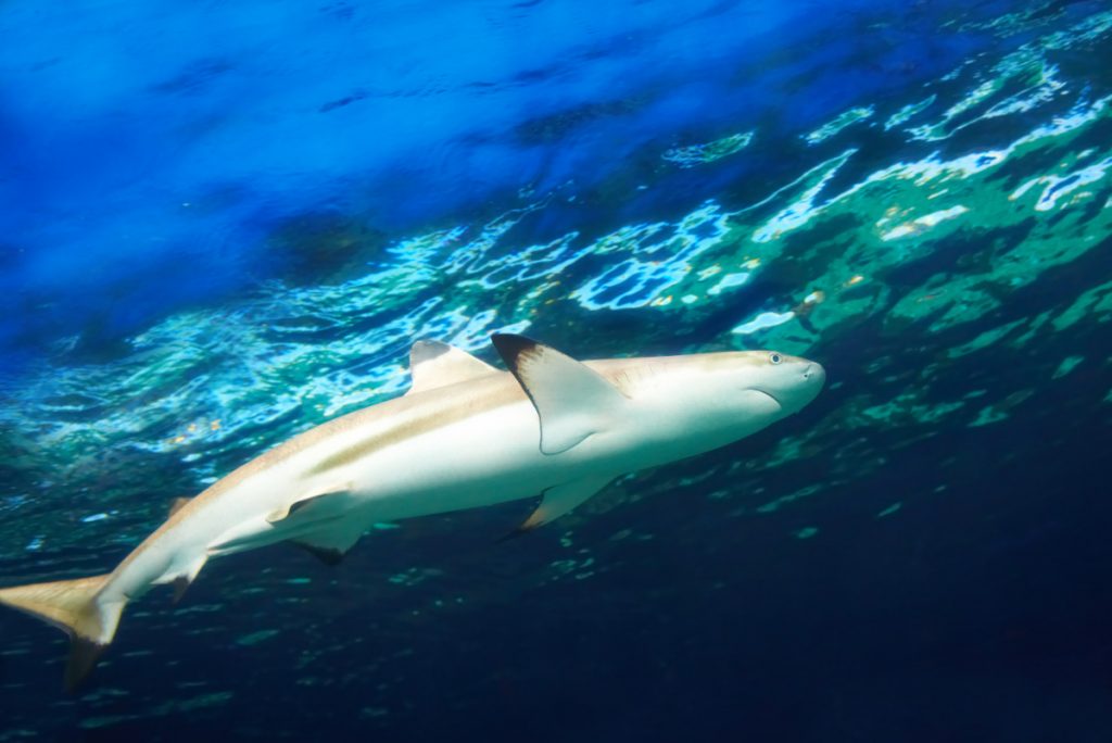 reef shark bali