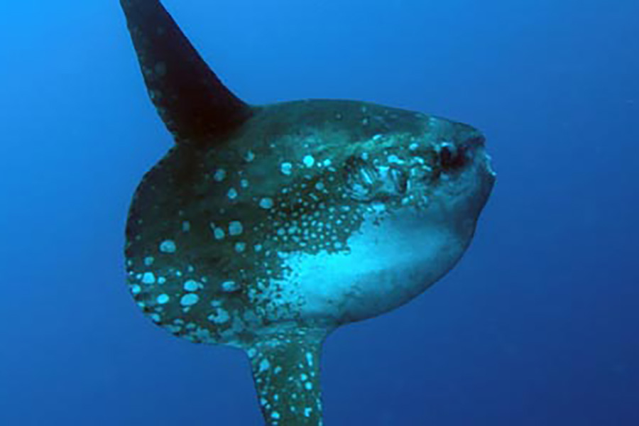 mola mola sunfish bali