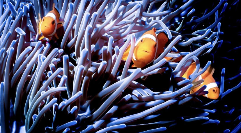 clown fish in Bali