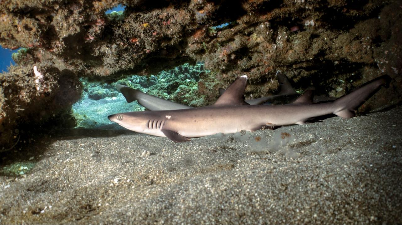 reef shark in Bali