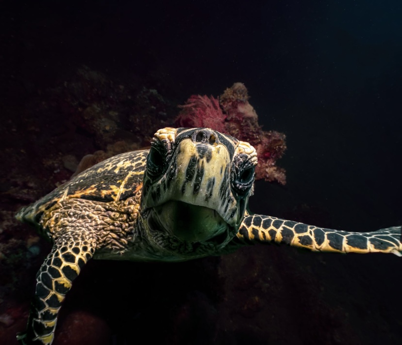 sea turtles in Bali