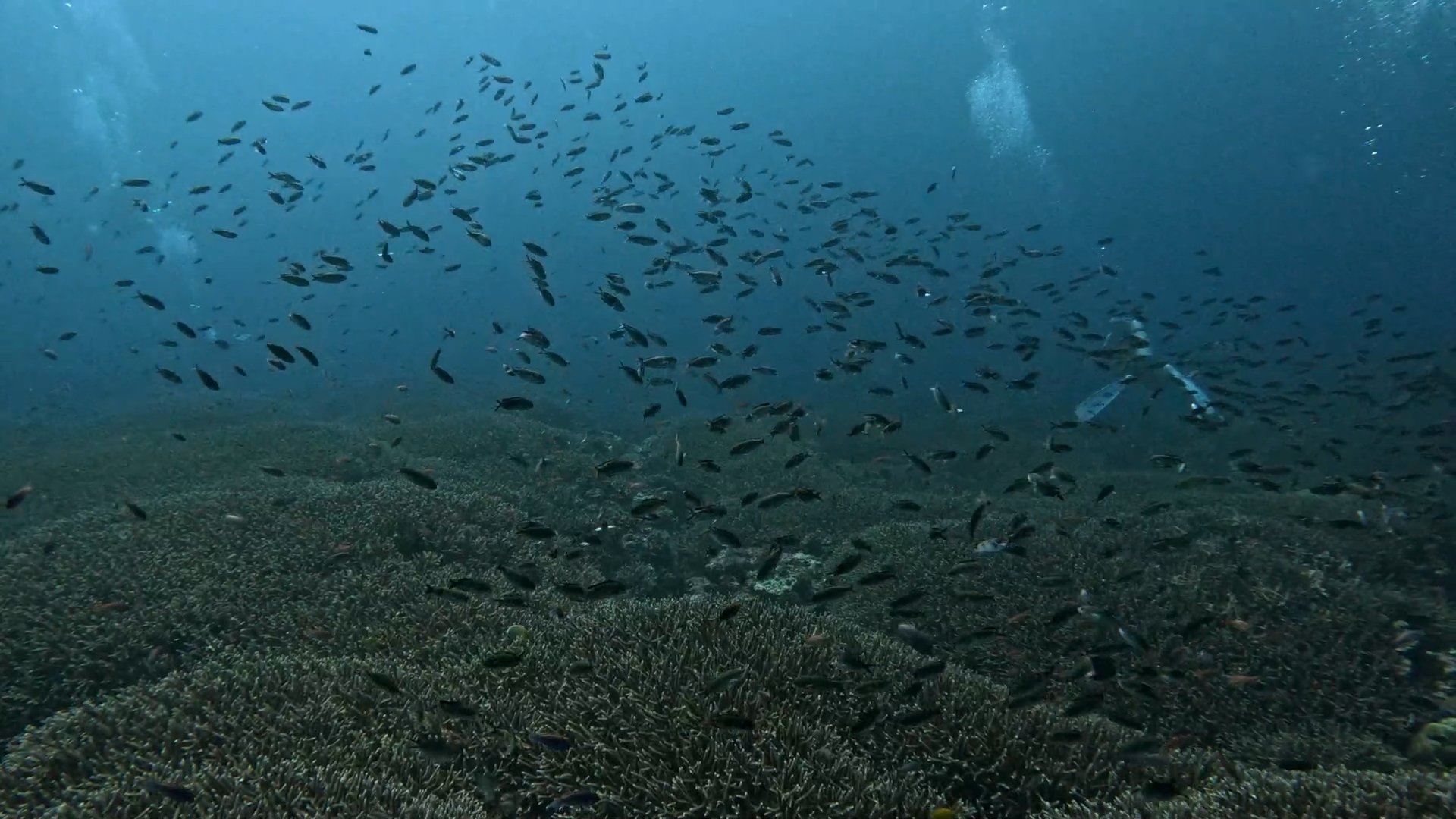 Fish Shoal at Nusa Penida